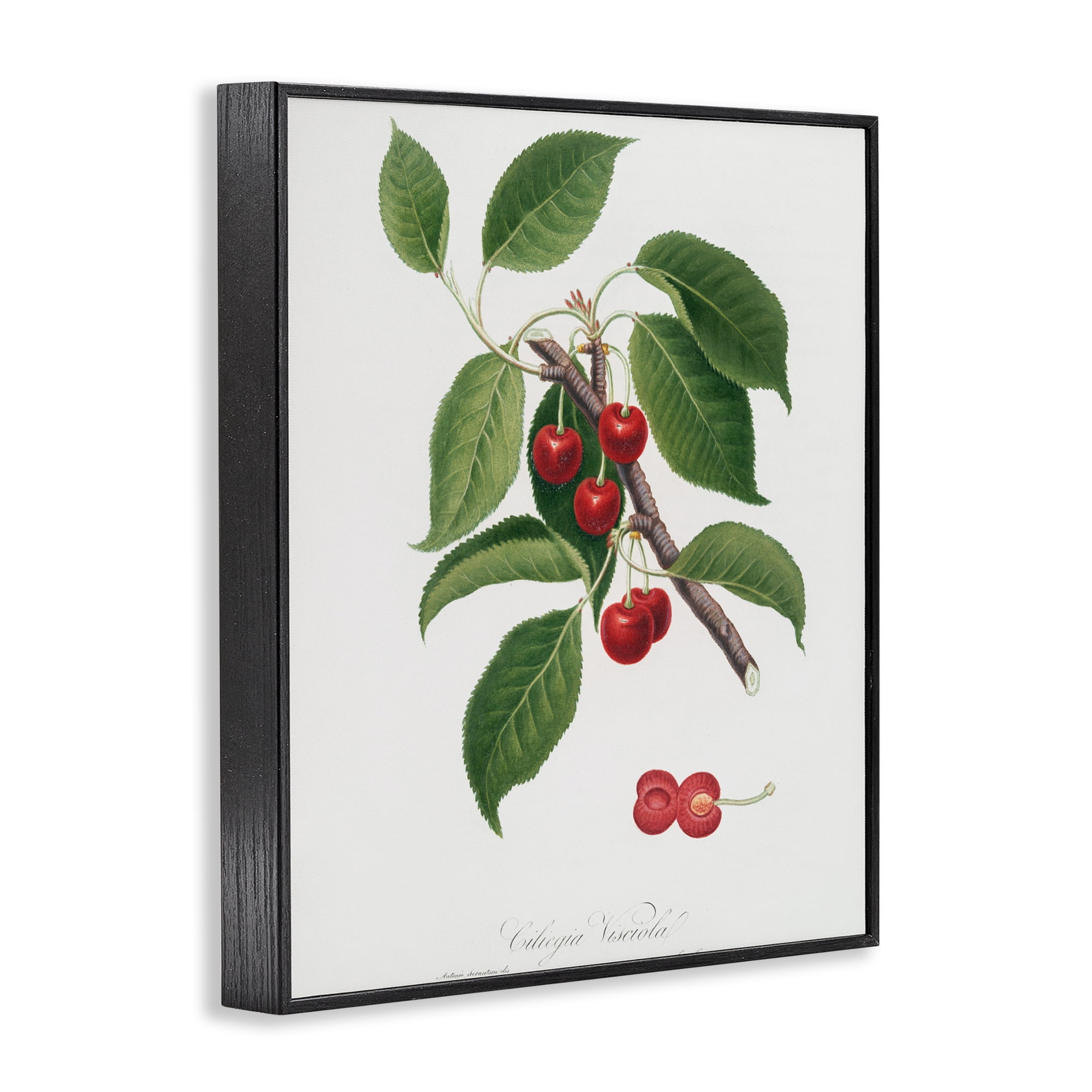 Latin Study of Cherry Plant Black Framed Giclee Art, design by Lettered and Lined