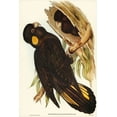 thumbnail image 2 of Gould, John 11x14 Gold Ornate Wood Framed with Double Matting Museum Art Print Titled - Yellow-eared Black Cockatoo-Calyptorhynchus xanthonotus, 2 of 4