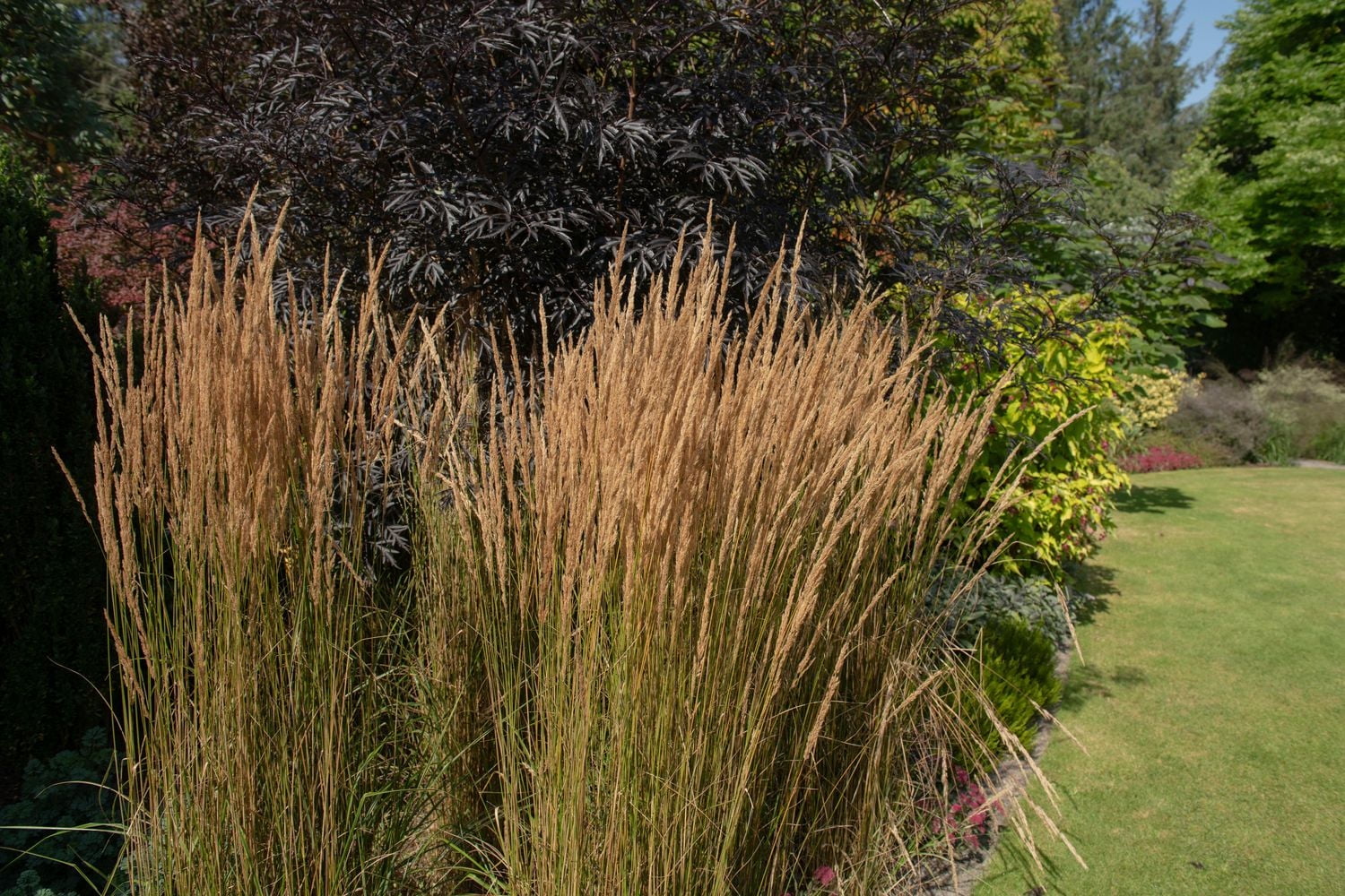 6 plants variés d’herbes, pot de 3,8 L (1 gal)