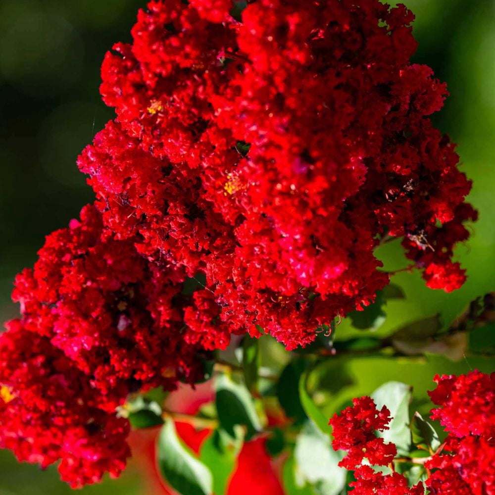 Proven Winner 1.5- 2 ft tall Center Stage Red Crape Myrtle Live Tree in 3-Gallon Grower Pot