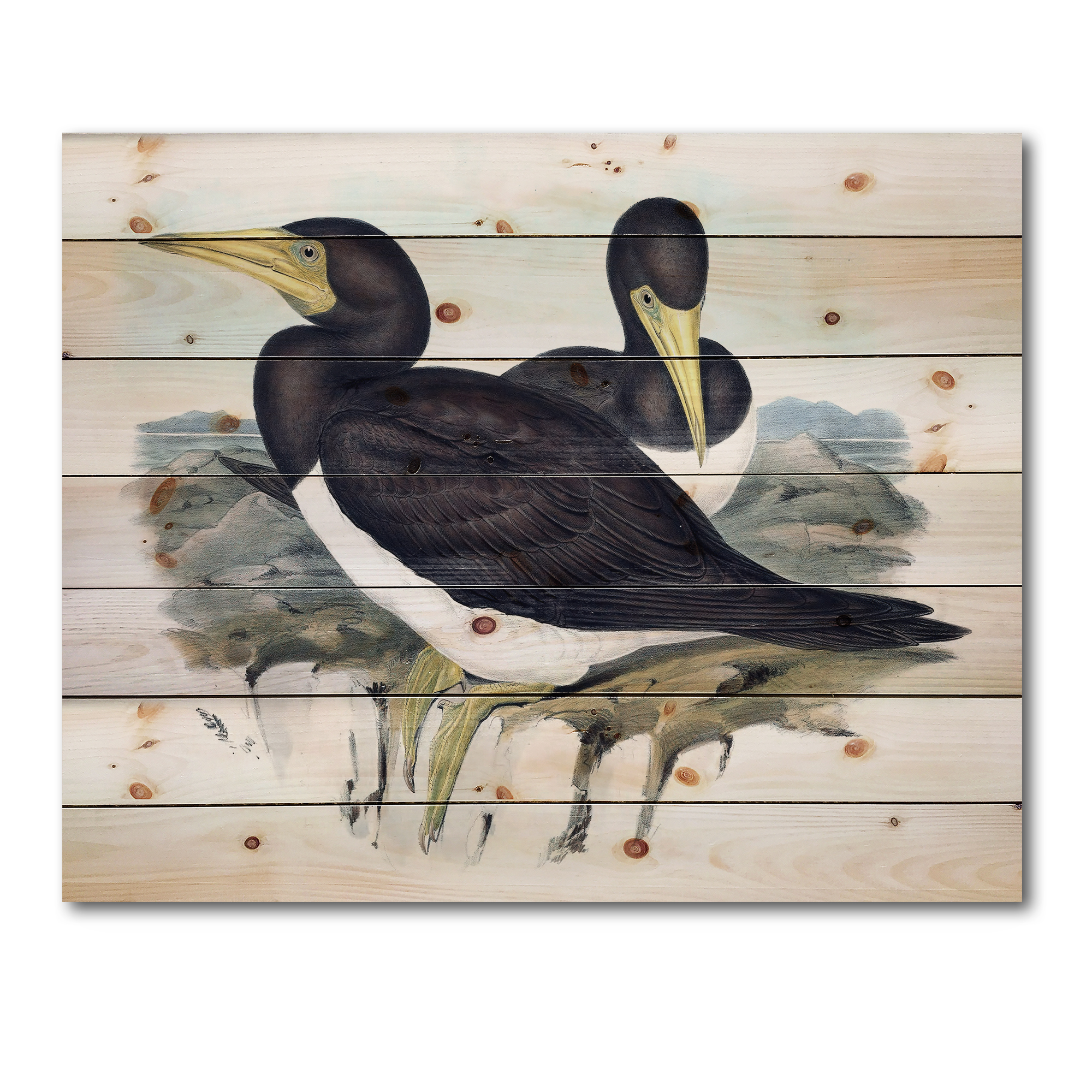 Designart 'Ancient Australian Birds XII' Traditional Print on Natural Pine Wood