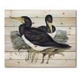 thumbnail image 3 of Designart 'Ancient Australian Birds XII' Traditional Print on Natural Pine Wood, 3 of 5