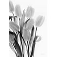 thumbnail image 2 of Urquhart, Elizabeth 23x32 White Modern Wood Framed Museum Art Print Titled - Shadows and Light II, 2 of 4