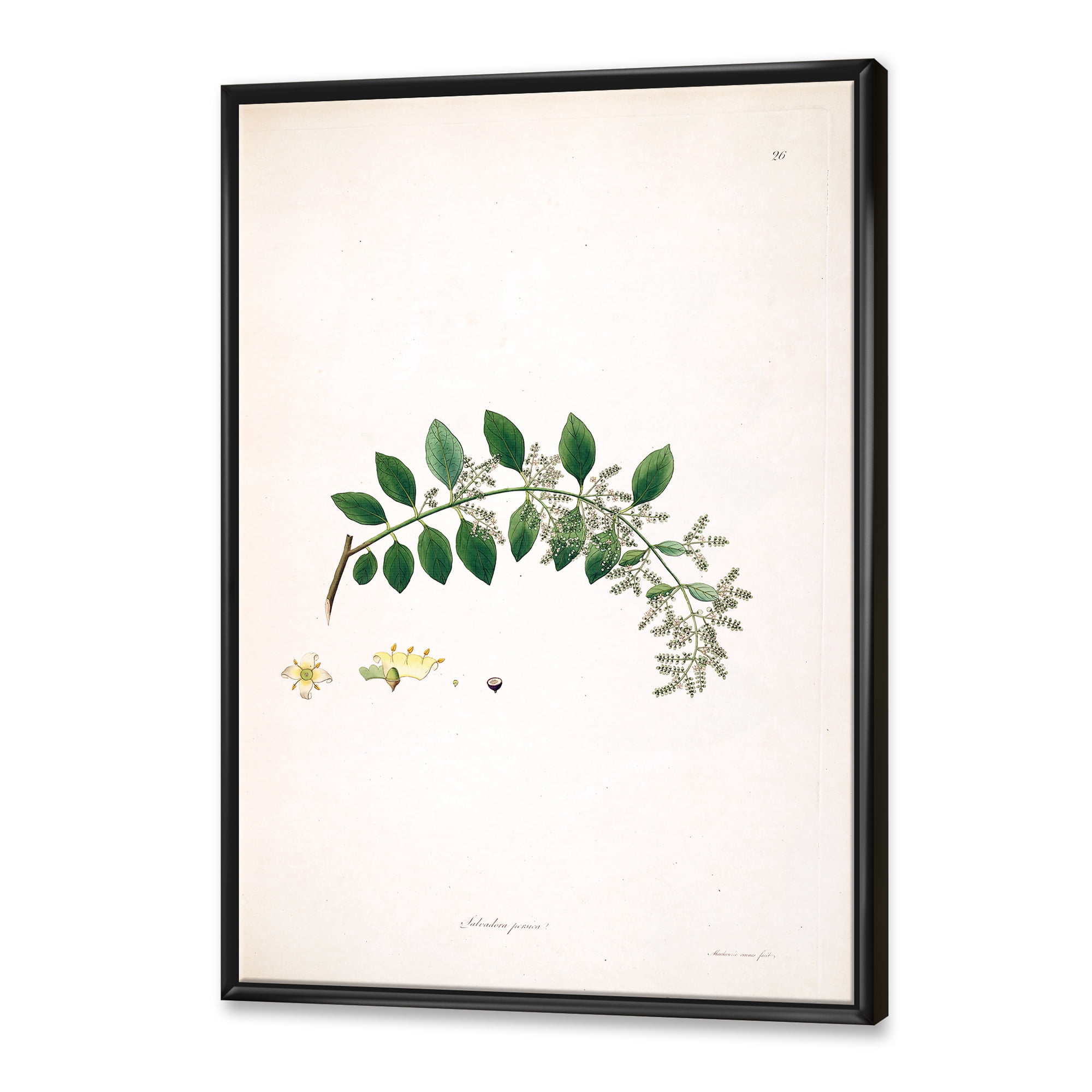 Designart 'Ancient Plant Life XVIII' Farmhouse Framed Canvas Wall Art Print