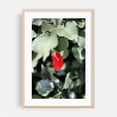 thumbnail image 2 of Red Left in the Blues - New Jersey Photography Autumn Nature Botanical Forest Minimalist Floral Garden Unframed Wall Art Print 8 x 12 inches, 2 of 60