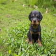 thumbnail image 5 of Hi-Line Gift Ltd, Rottweiler Puppy, 5 of 6