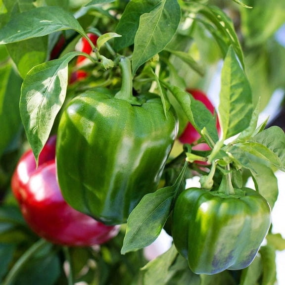TomorrowSeeds - California Wonder 300 TMR Sweet Bell Pepper Seeds - 300  Count Packet - Tobacco Mosaic Resistant Green & Red Peppers Vegetable Seed 2024