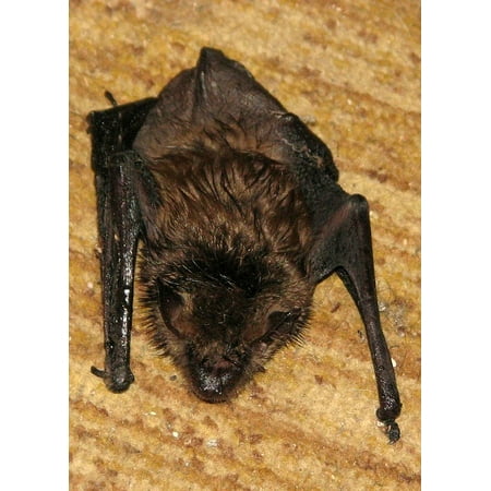 Framed Art For Your Wall Myotis Lucifugus Little Brown Bat Wall Myotis Lucifugus Little Brown Bat