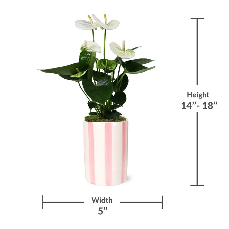 White Anthurium 14-18