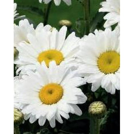 1.5g Leucanthemum Cp