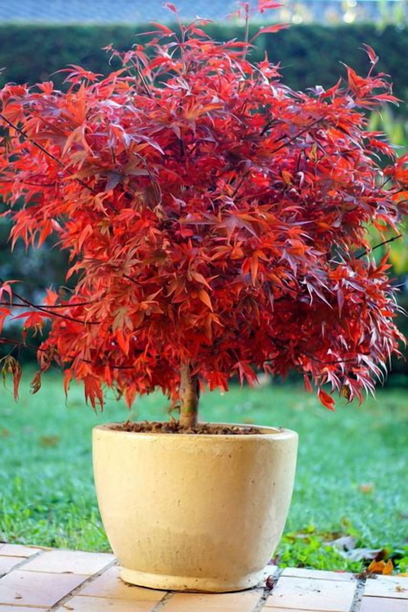 Shaina Dwarf Japanese Maple - Live Plant - ( 2.5 QT )