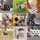thumbnail image 4 of Ropa de verano para perros, ropa para cachorros, ropa para perros pequeños y medianos, ropa para mascotas, abrigo para gatos y perros, chaqueta York Pug-White_(whiteM), 4 of 5