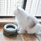 thumbnail image 3 of Cuenco para gatos y mascotas de viaje al aire libre, cuenco alimentador de productos para mascotas de agua potable para cachorros Tmvgtek Para estrenar, 3 of 7