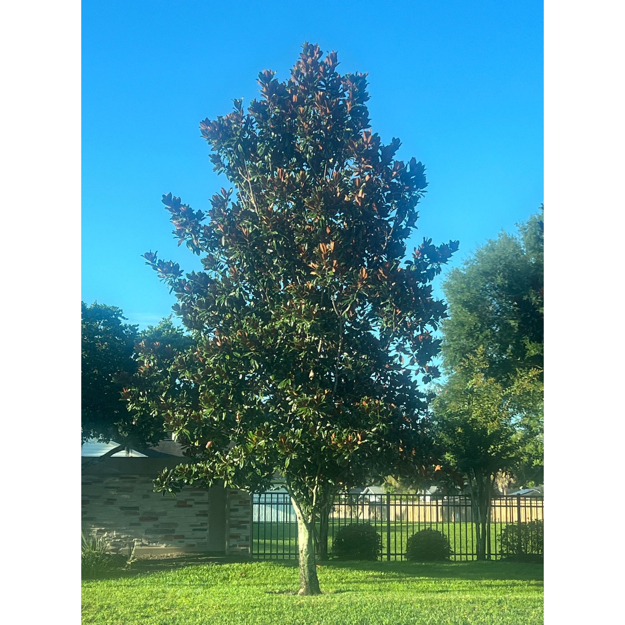 Magnolia Grandiflora Tree, Southern Magnolia White Flower, 4 Inch Pot