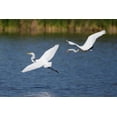 thumbnail image 2 of Talbot Frank, Christopher 24x17 Black Ornate Wood Framed with Double Matting Museum Art Print Titled - California, San Diego, Lakeside Great Egrets, 2 of 4
