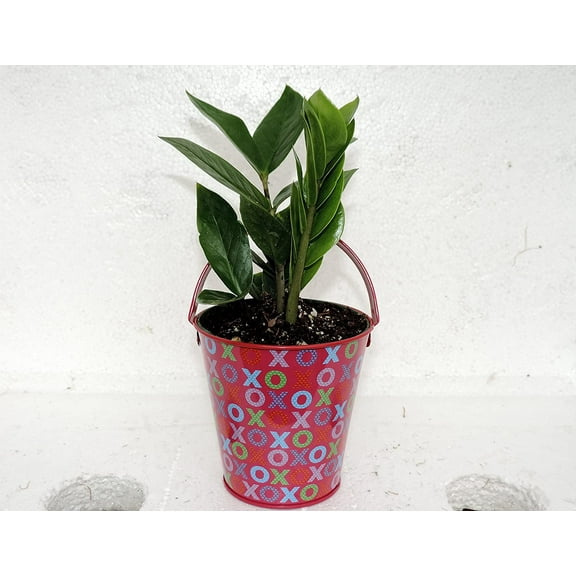 Valentine decorative pot- Rare ZZ Plant - Zamioculcas zamiifolia - House Plant - 4" Pot-unique from jmbamboo