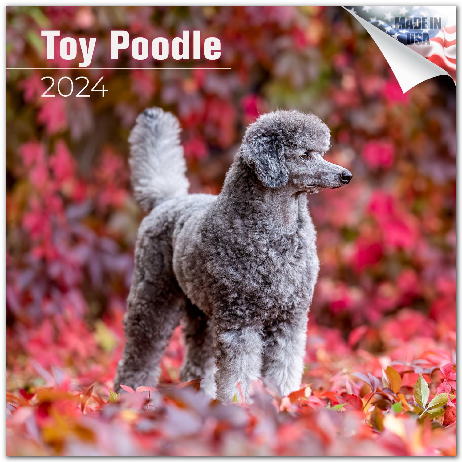 2023 2024 Toy Poodle Calendar Dog Breed Monthly Wall Calendar 12 x