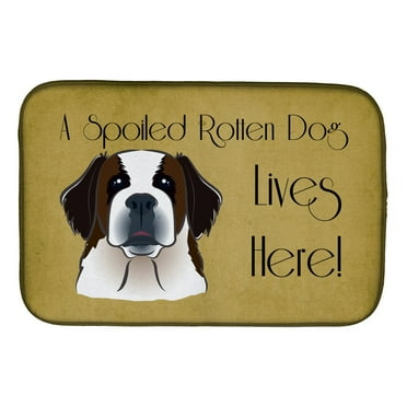 Caroline's Treasures Saint Bernard Spoiled Dog Lives Here Dish Drying Mat