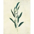 thumbnail image 2 of Purinton, Julia 26x32 Gold Ornate Wood Framed with Double Matting Museum Art Print Titled - Botanical Study V, 2 of 4