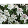 thumbnail image 2 of 1000 Graines de Fleurs de Couvre-Sol EMPRESS CANDYTUFT Iberis Amara Blanches, 2 of 2