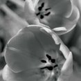thumbnail image 2 of BW Tulips II Poster Print by Erin Berzel (24 x 24), 2 of 2