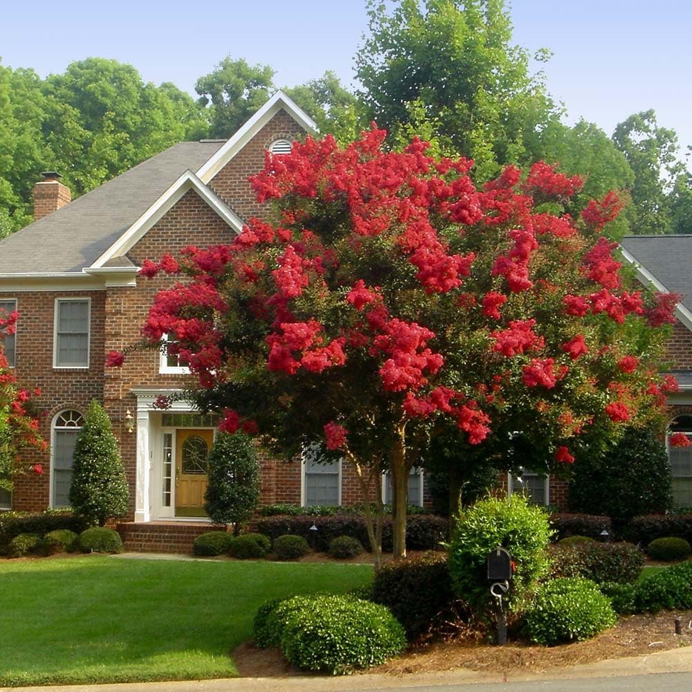 Crape Myrtle Dynamite Red  3 Live Plants  Vivid Red Blooms & Hardy Growth, Live Plant, Ornamental Shrub for Striking Garden Display