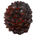 thumbnail image 1 of KAKOWELY hide home key Key Hider Outdoor Box Simulation Decorative Box For Spare Key Keys Hidden Holder Keys Hider Fake Pine Cone Shape Key Security Safe Box, 1 of 5