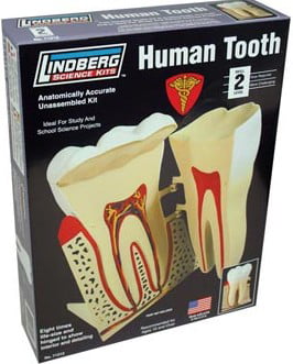 New Lindberg Human Tooth Anatomically Accurate Correct Plastic Science Model Kit 