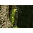 thumbnail image 2 of Williams, Joanne 32x24 Gold Ornate Wood Framed with Double Matting Museum Art Print Titled - Brazil, Pantanal White-eyed parakeet in tree, 2 of 4