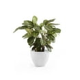 thumbnail image 4 of Ecopots 12" x 11" x 10" Round Pure White Plastic Plant Pot, 4 of 4