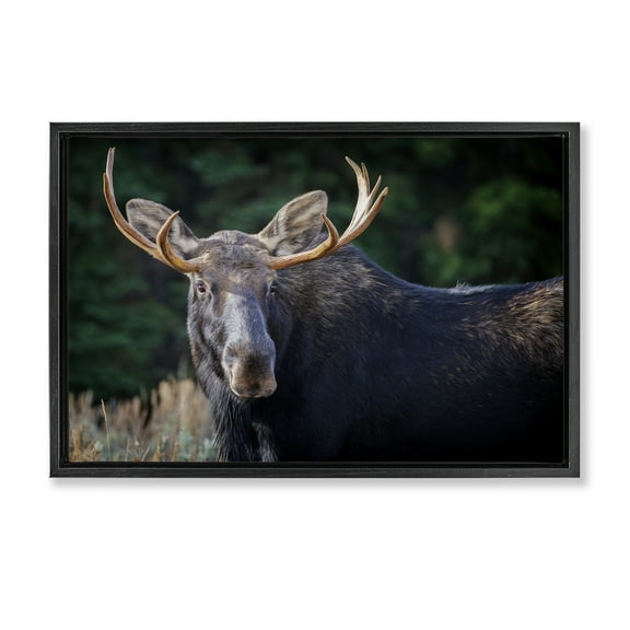 Stupell Industries Stoic Elk Portrait Animals Photography Black Floater Framed Canvas Art Print Wall Art, 25 x 17