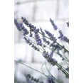 thumbnail image 3 of Escents Lavender Essential Bundle Kit, Hand & Body Lotion, Soap, Bath Bombs and Deodorant, 3 of 3