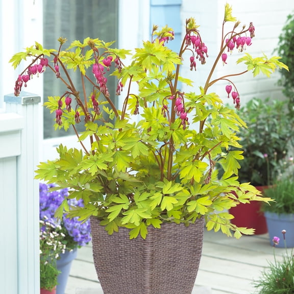 Van Zyverden Bleeding Heart Patio Kit with Decorative Rattan Planter, Planting Medium and 1 Plant Root Pink Partial Shade Pollinator 8 lbs