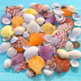 thumbnail image 4 of Hyasfey 1 Bag Natural Seashells Mixed Ocean Shells Starfish Conch Various Sizes Seashells Set for DIY Crafts Beach Theme Party Fish Tank Filling, 4 of 8