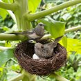 thumbnail image 6 of Artificial Sparrow Nest Set, 2 Clip On Birds with Rattan Nest and Faux Eggs, Realistic Feathered Ornaments for Tree and Wreath - Gray, 6 of 7