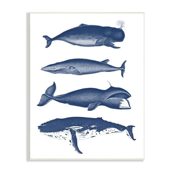 Stupell Industries Various Whales Types Sea Life Detailed Illustrations Graphic Art Unframed Art Print Wall Art, Design by Lettered and Lined