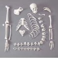 thumbnail image 1 of One-Half disarticulated Budget Skeleton with Skull (CHA41), 1 of 3