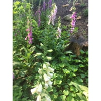Foxglove Excelsior Mix, 100 Seeds, Plant Seeds