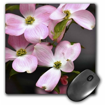 

3dRose Pink Dogwood Flowers - Spring Photography Mouse Pad 8 by 8 inches