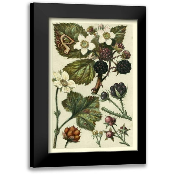 Vision Studio 11x14 Black Modern Framed Museum Art Print Titled - Fruits and Foliage VI