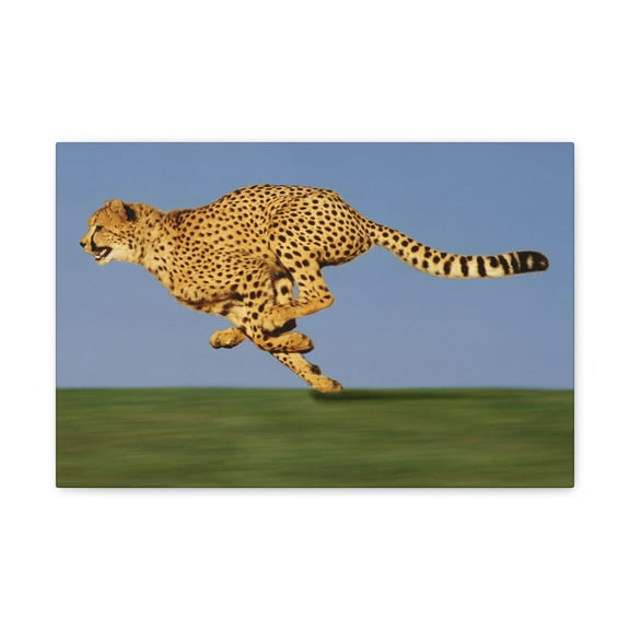 Cheetah Hunting Cheetah on Hunt Print Animal Wall Art Wildlife Canvas Prints Wall Art Ready to Hang Unframed