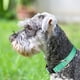 thumbnail image 3 of 12 collares reflectantes para perros, collares de nailon transpirable para mascotas ajustables para... Adepaton CPB-US-YY08-5, 3 of 5