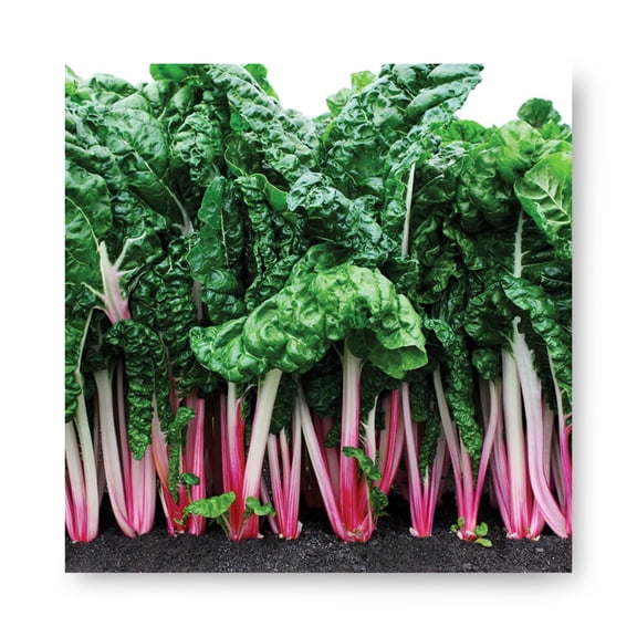 Harris Seeds Peppermint Swiss Chard, Pink Stemmed Leafy Green for Baby or Full Harvest, Non-GMO, 1,000 Count