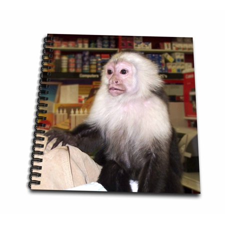 3dRose Capuchin Monkey in Store photograph - Drawing Book, 8 by 8-inch