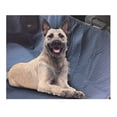 thumbnail image 1 of Cubre Asiento Para Auto Coche Perro 140x143cm Fancy Pets Fancy Pets TX11211, 1 of 2
