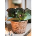 thumbnail image 2 of Potted Succulent Gigantea Succulent, 2 of 6