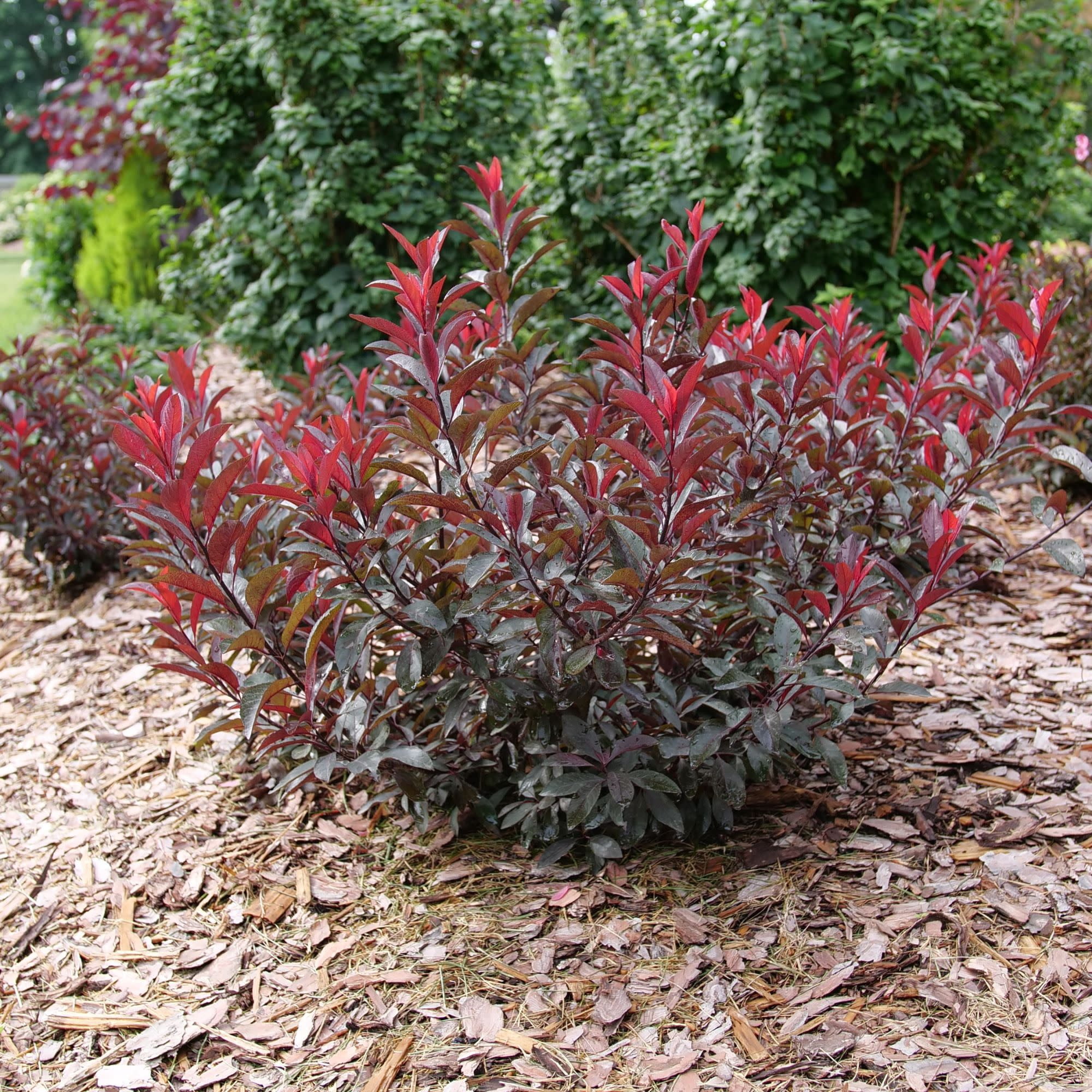 Proven Winners ColorChoice 5" Purple Stay Classy Purple Leaf Sand Cherry Live Plant in 4.5" Pot (4 Count)
