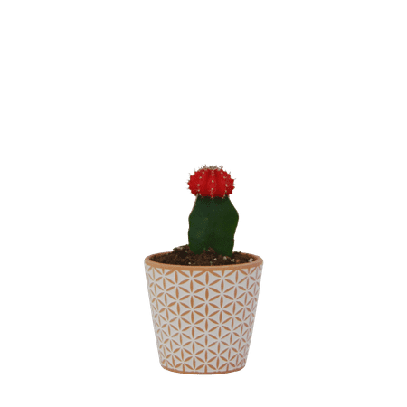 Graft Cactus Red - in 3.5