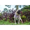 thumbnail image 3 of Pechera Arnes Rufinos Perro Bulldog Pug Terrier Chihuahua, 3 of 4