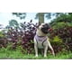thumbnail image 3 of Pechera Arnes Rufinos Perro Bulldog Pug Terrier Chihuahua, 3 of 4